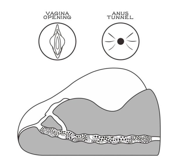 Мастурбатор LoveToy Streetgirl's #2 Black