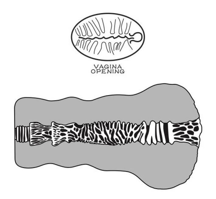 Мастурбатор LoveToy Alien's Pie Masturbator #2 Flesh